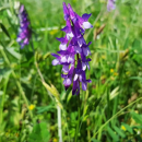 Vesce commune de printemps - Prontivesa