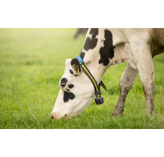 SenseHub™ Dairy - Monitoring - Détection des chaleurs
