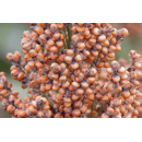 Sorghum - RGT Doddge - Körnermasse
