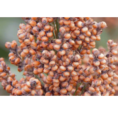 Sorghum - RGT Doddge - Körnermasse