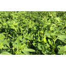 Alfalfa - Victoria - R1