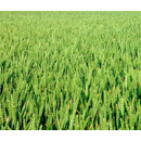 Trigo blando de invierno - Chambo - Mocho