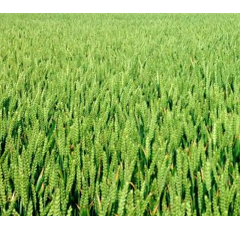 Trigo blando de invierno - Chambo - Mocho