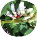 Féverole de printemps - Navara