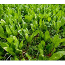 Chicorée - Commander