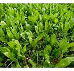 Gemeine Wegwarte - Commander