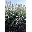 Sorghum - ES Hyperion - Sorghumhybride