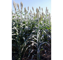 Sorghum - ES Hyperion - Sorghumhybride