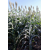 Sorghum - ES Hyperion - Sorghumhybride