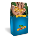 Saatmais - DKC4042 (S 260 K 270) DEKALB