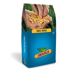 Saatmais - DKC4042 (S 260 K 270) DEKALB