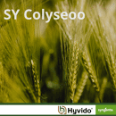 SY Colyseoo - Hybride Wintergerste