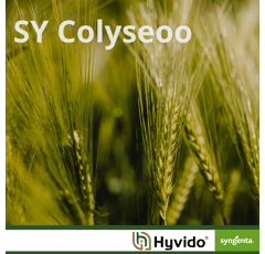 SY Colyseoo - Hybride Wintergerste