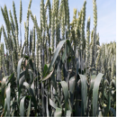 Trigo blando de invierno- CAPUCHÓN 4 - Mocho