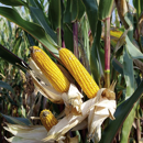 Saatmais - KWS Herculio (S230) KWS