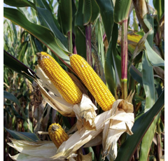 Saatmais - KWS Herculio (S230) KWS