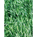 Ray grass Híbrido - Fibrido (2n) - R1