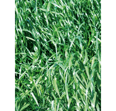 Ray grass Híbrido - Fibrido (2n) - R1