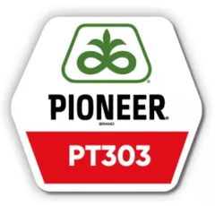 PT303 | Hybrider Winterraps