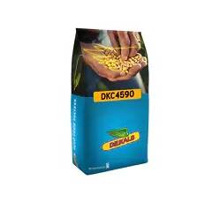 Maïs grain demi-précoce - DKC 4590