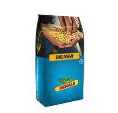 Maïs grain demi-précoce à demi-tardif - DKC 4569 - 360/390