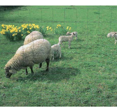 Grillage dico A 95-09.15 - 50 m