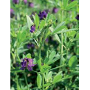 Luzerne flamande - Plato