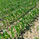 Maïs ensilage 200 - KWS Anastasio