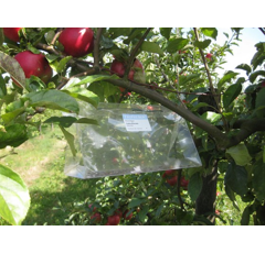 Tripheron Fallenset - Pflaumenwickler