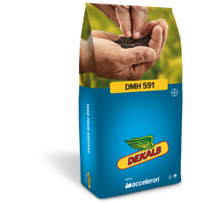 DMH 591 | Hybrider Winterraps