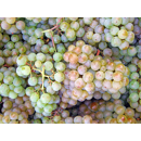 Keltertraube - Weißer Burgunder N81 - Unterlage 5 BB