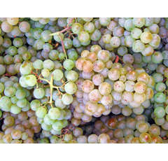 Keltertraube - Weißer Burgunder N81 - Unterlage 5 BB