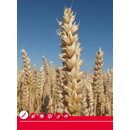 Trigo blando de invierno - LG Asterion