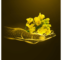 KWS EKTOS | Hybrider Winterraps