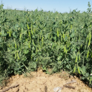 Guisante forrajero - Guinda - R1 y R2