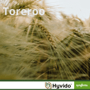 Toreroo - Hybride Wintergerste