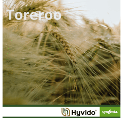 Toreroo - Hybride Wintergerste