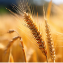 Sommergerste Excalibur