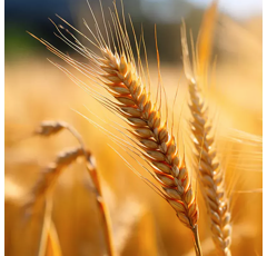 Sommergerste Excalibur