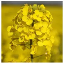 PT293 | Hybrider Winterraps