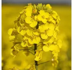 PT279CL | Hybrider Winterraps