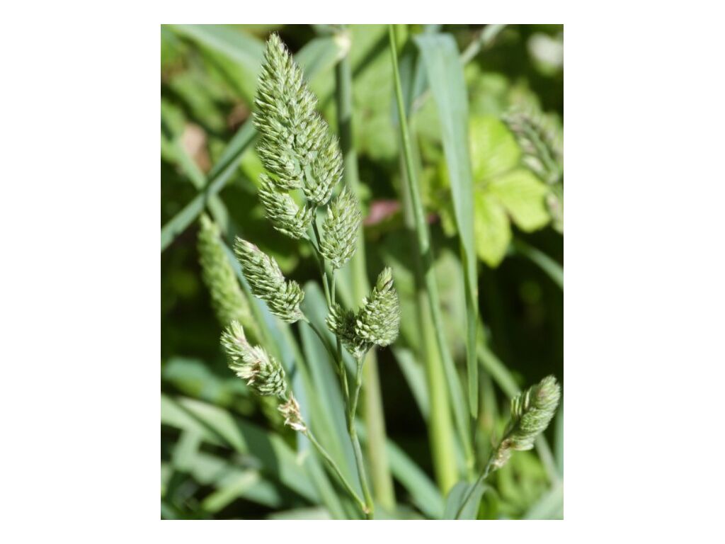 Erba mazzolina Swante BIO Agriqo