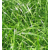 Deutsches Weidelgras  TODDINGTON - späte, diploide Sorte - BIO