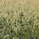 Triticale - Resolut PZO
