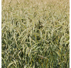 Triticale - Resolut PZO