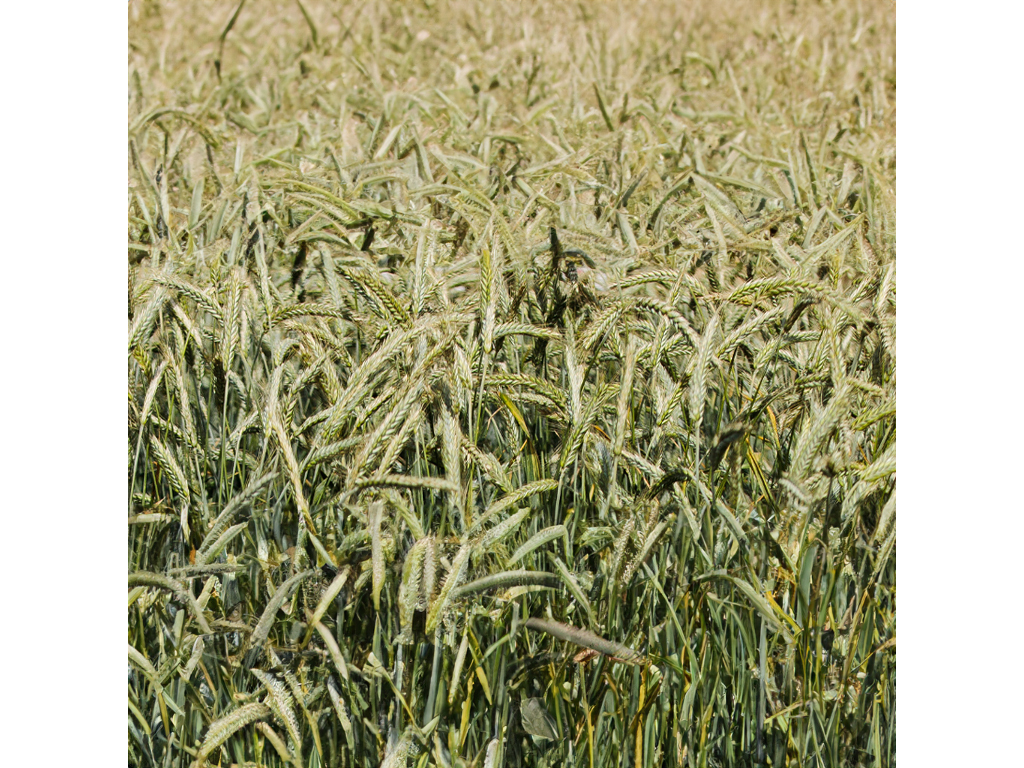 Triticale - Resolut PZO | Zum besten Preis!