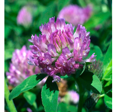 Trèfle violet diploide - Lucrum - BIO