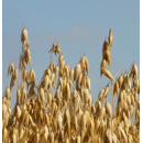 Winterhafer - Vodka Bio