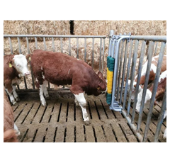 Brosse à ressort avec cadre de protection pour taureaux - PATURA