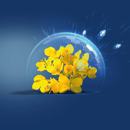 KWS Ambos | Hybrider Winterraps